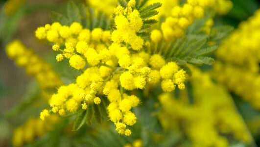 Vente de mimosa