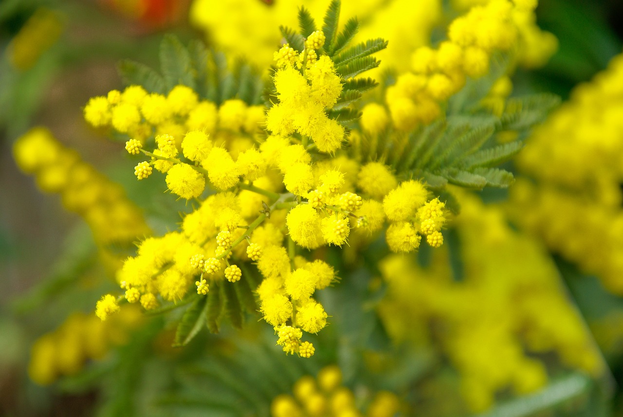 Vente de mimosa