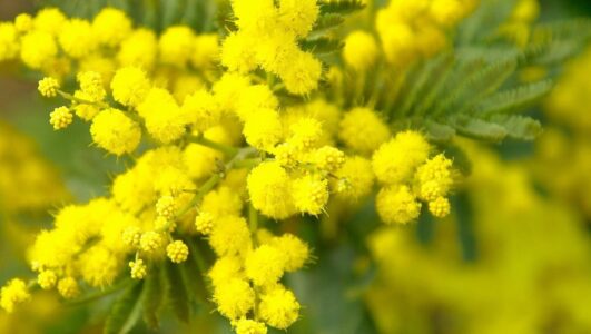 Vente de mimosa à Mornant, le 4 février 2024